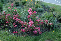 Sonic Bloom Pink Reblooming Weigela (Weigela florida 'Bokrasopin') at English Gardens