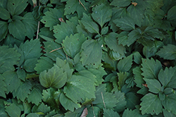 Allegheny Spurge (Pachysandra procumbens) at English Gardens