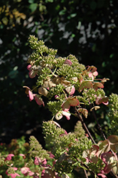 Magical Fire Hydrangea (Hydrangea paniculata 'Bokraplume') at English Gardens