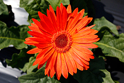 Majorette Orange Dark Eye Gerbera Daisy (Gerbera 'Majorette Orange Dark Eye') at English Gardens