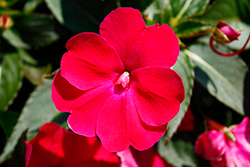 SunPatiens Compact Rose Glow New Guinea Impatiens (Impatiens 'SAKIMP061') at English Gardens
