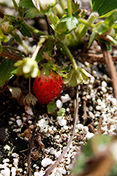 Berried Treasure White Strawberry (Fragaria ananassa 'Berried Treasure White') at English Gardens