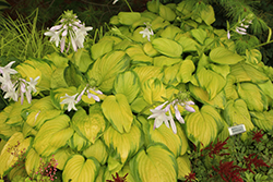 Stained Glass Hosta (Hosta 'Stained Glass') at English Gardens