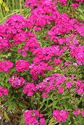 Luminary Ultraviolet Garden Phlox (Phlox paniculata 'Ultraviolet') at English Gardens