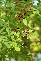 American Elder (Sambucus canadensis) at English Gardens