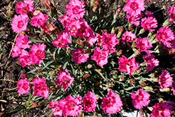 Paint The Town Fancy Pinks (Dianthus 'Paint The Town Fancy') at English Gardens