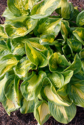 Shadowland Etched Glass Hosta (Hosta 'Etched Glass') at English Gardens