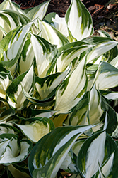 Fire and Ice Hosta (Hosta 'Fire and Ice') at English Gardens