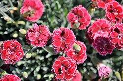 Fruit Punch Black Cherry Frost Pinks (Dianthus 'Black Cherry Frost') at English Gardens