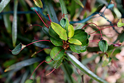 Mother And Daughter Croton (Codiaeum variegatum 'Mother And Daughter') at English Gardens