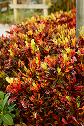 Mammy Croton (Codiaeum 'Mammy') at English Gardens