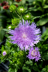 Mel's Blue Aster (Stokesia laevis 'Mel's Blue') at English Gardens