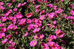 Mojave Fuchsia Portulaca (Portulaca grandiflora 'Mojave Fuchsia') at English Gardens