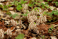 Allegheny Spurge (Pachysandra procumbens) at English Gardens