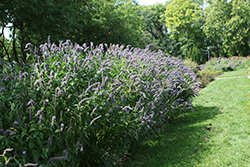 Blue Fortune Anise Hyssop (Agastache 'Blue Fortune') at English Gardens
