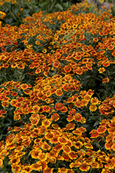 Salud Embers Sneezeweed (Helenium autumnale 'Balsaluemb') at English Gardens