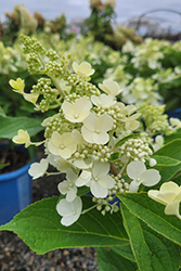 Candelabra Hydrangea (Hydrangea paniculata 'Hpopr013') at English Gardens
