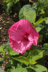 Honeymoon Rose Hibiscus (Hibiscus 'Honeymoon Rose') at English Gardens