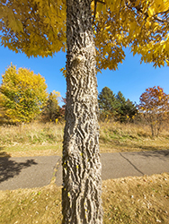 Common Hackberry (Celtis occidentalis) at English Gardens