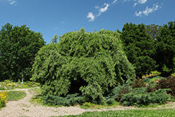 Weeping White Pine (Pinus strobus 'Pendula') at English Gardens