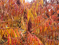 Tiger Eyes Sumac (Rhus typhina 'Bailtiger') at English Gardens