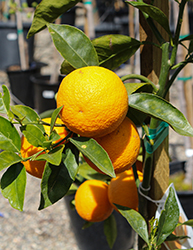 Valencia Orange (Citrus sinensis 'Valencia') at English Gardens