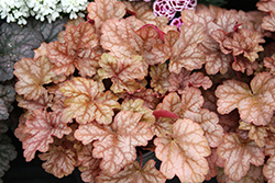 Kira Arizona Coral Bells (Heuchera 'Kira Arizona') at English Gardens