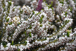 Mediterranean White Heath (Erica x darleyensis 'Mediterranean White') at English Gardens