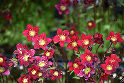 Touran Deep Red Saxifrage (Saxifraga x arendsii 'Touran Deep Red') at English Gardens