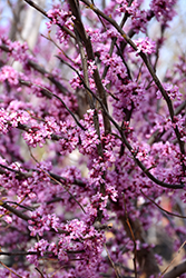 Ace Of Hearts Redbud (Cercis canadensis 'Ace Of Hearts') at English Gardens