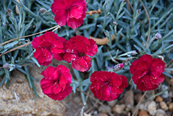 Frosty Fire Pinks (Dianthus 'Frosty Fire') at English Gardens
