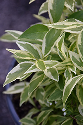 Creme Fraiche Deutzia (Deutzia gracilis 'Mincream') at English Gardens