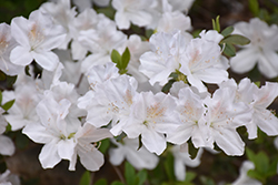 Delaware Valley White Azalea (Rhododendron 'Delaware Valley White') at English Gardens