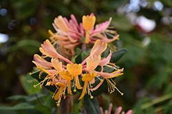 Goldflame Honeysuckle (Lonicera x heckrottii) at English Gardens
