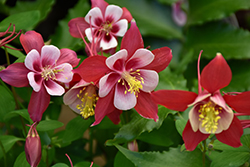 Origami Red and White Columbine (Aquilegia 'Origami Red and White') at English Gardens