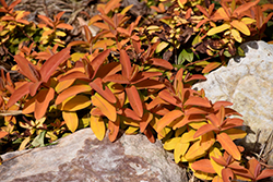 Brigadoon St. John's Wort (Hypericum calycinum 'Brigadoon') at English Gardens