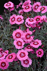 Star Single Peppermint Star Pinks (Dianthus 'Noreen') at English Gardens