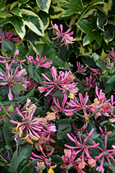 Goldflame Honeysuckle (Lonicera x heckrottii) at English Gardens