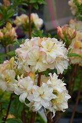 Cannon's Double Azalea (Rhododendron 'Cannon's Double') at English Gardens