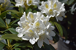 Chionoides Rhododendron (Rhododendron catawbiense 'Chionoides') at English Gardens