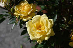 Yellow Sunblaze Rose (Rosa 'Meiskaille') at English Gardens