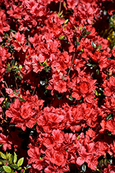 Stewartstonian Azalea (Rhododendron 'Stewartstonian') at English Gardens