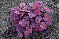 Grape Soda Coral Bells (Heuchera 'Grape Soda') at English Gardens
