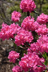 Landmark Rhododendron (Rhododendron 'Landmark') at English Gardens