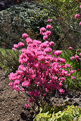 Landmark Rhododendron (Rhododendron 'Landmark') at English Gardens