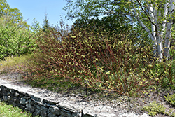 Bailey's Red Twig Dogwood (Cornus sericea 'Baileyi') at English Gardens