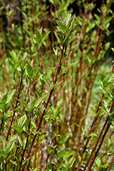Arctic Fire Red Twig Dogwood (Cornus sericea 'Farrow') at English Gardens