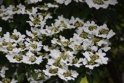 Summer Snowflake Doublefile Viburnum (Viburnum plicatum 'Summer Snowflake') at English Gardens