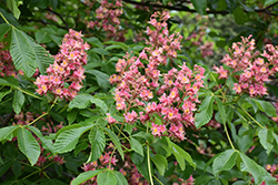 Ruby Red Horse Chestnut (Aesculus x carnea 'Briotti') at English Gardens