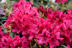 Nova Zembla Rhododendron (Rhododendron 'Nova Zembla') at English Gardens